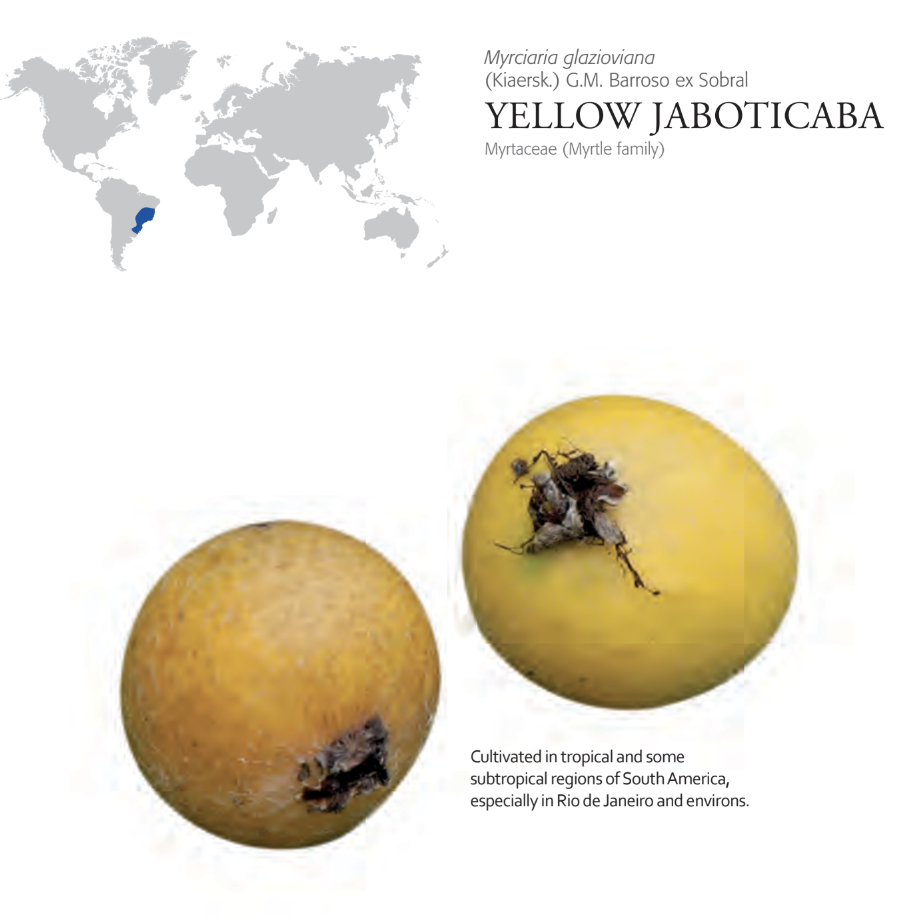 200+ Unique Fruits Images